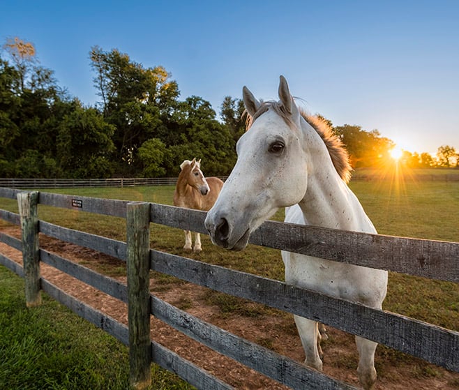 Horse near wooden fence around sunset